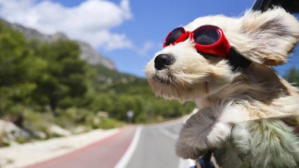 Aprenda a viver como os animais.