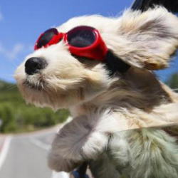 Aprenda a viver como os animais.